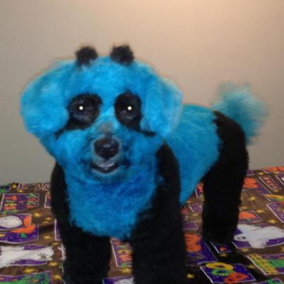 Colored Pets! Colored Pets!