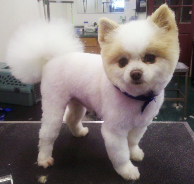 Three Pomeranian Haircut Styles. Meet Boo the Cutest Pomeranian Dog ...
