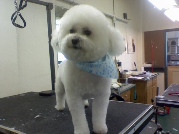 Bichon Frise