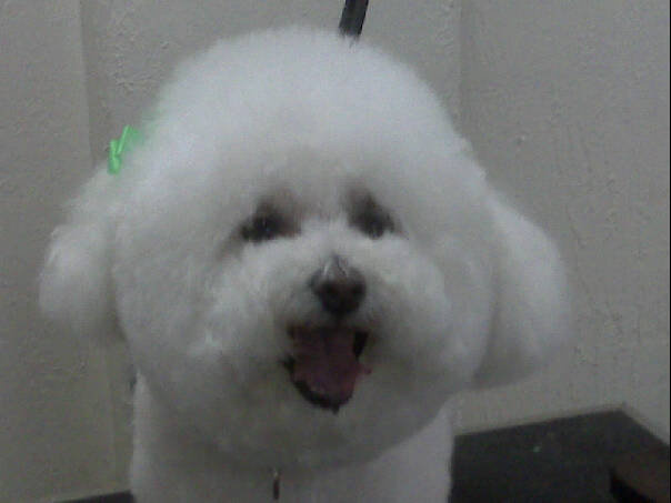 Big Fluffy Bichon