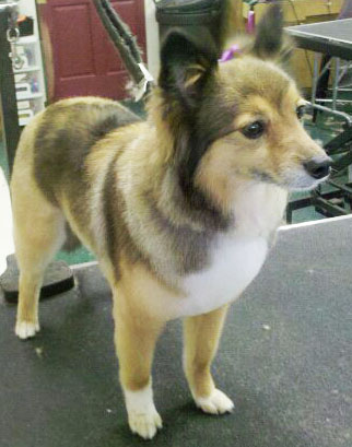 Small Shetland Sheepdog (Sheltie)