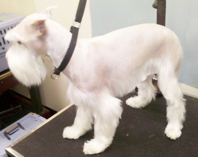 MINIATURE SCHNAUZER