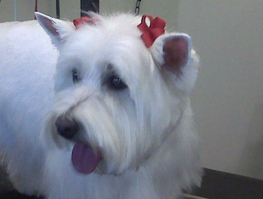 WEST HIGHLAND WHITE TERRIER