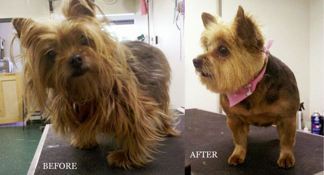 Course coated Yorkshire Terrier