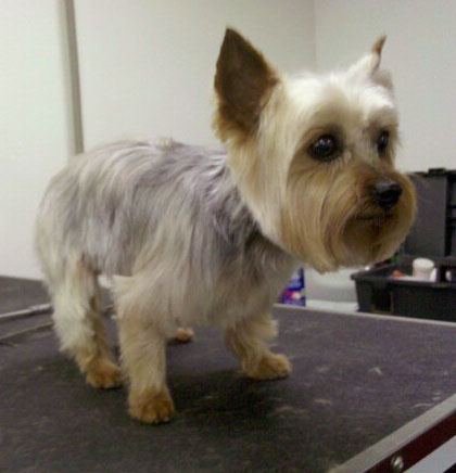 Yorkshire Terrier