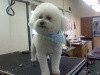 Bichon Frise