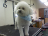 Bichon Frise