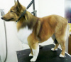 Large Shetland Sheepdog (Sheltie)