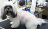 Lhasa Apso