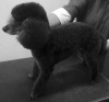 Toy Poodle