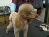 Toy Poodle