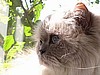 Lilly