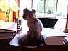 Little Kitty