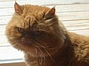 Simba